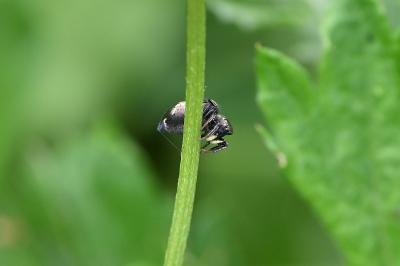 <i>Heliophanus</i>