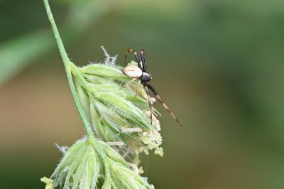 <i>Misumena vatia</i>