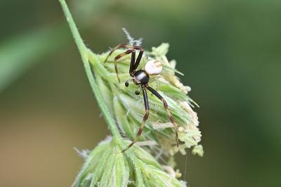 <i>Misumena vatia</i>