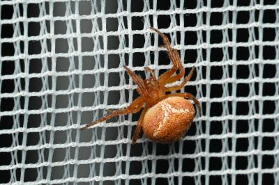 <i>Araneus</i>
