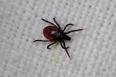 <i>Ixodes ricinus</i>