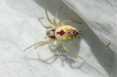 <i>Nigma puella</i>