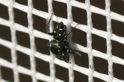 <i>Heliophanus</i>