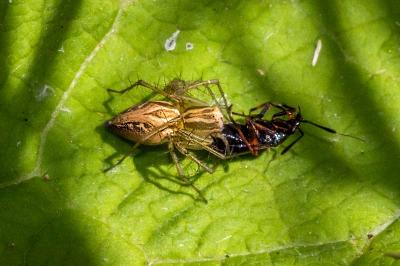 <i>Oxyopes</i>