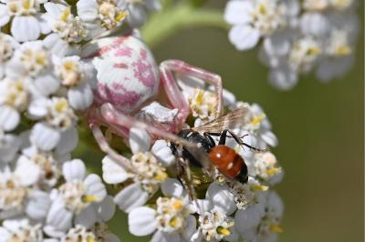 <i>Thomisus onustus</i>