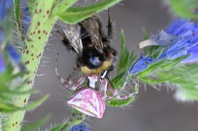 <i>Thomisus onustus</i>