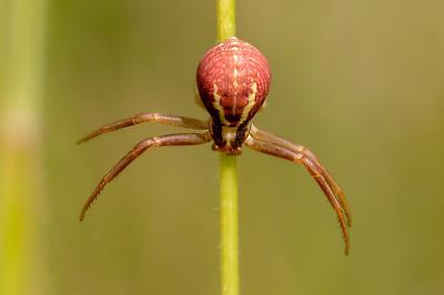 <i>Runcinia grammica</i>