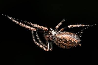 <i>Nuctenea umbratica</i>