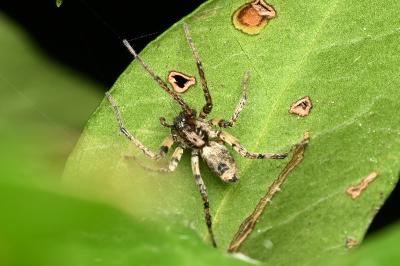 <i>Anyphaena accentuata</i>