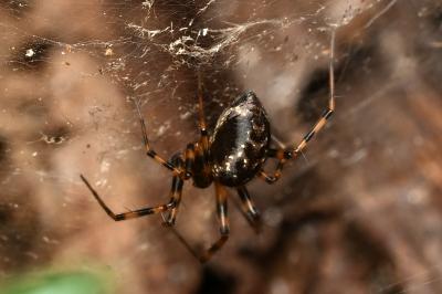 <i>Lepthyphantes minutus</i>