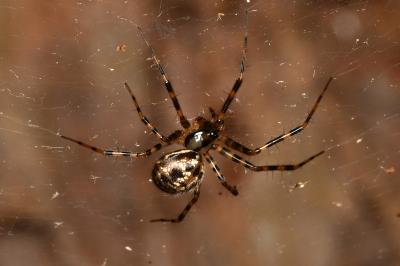 <i>Labulla thoracica</i>