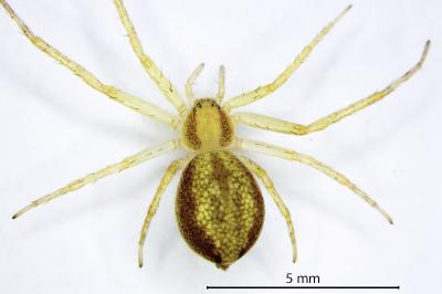 <i>Philodromus rufus</i>