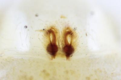 <i>Philodromus rufus</i>