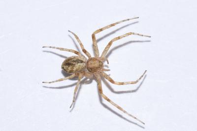 <i>Philodromus praedatus</i>