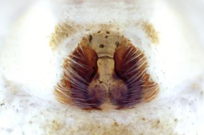 <i>Philodromus praedatus</i>