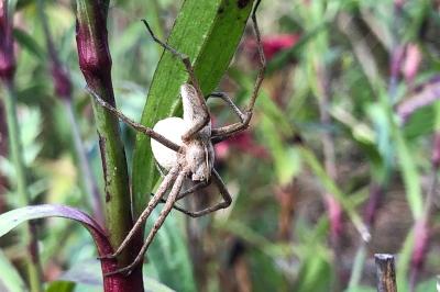<i>Pisaura mirabilis</i>
