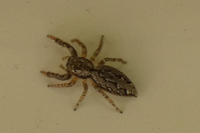 <i>Marpissa muscosa</i>