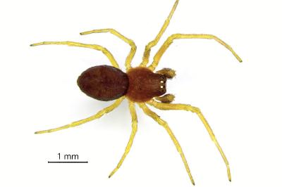 <i>Nigma puella</i>