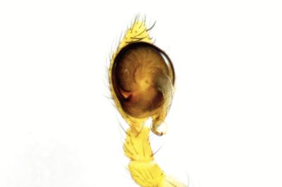 <i>Nigma puella</i>