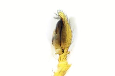 <i>Nigma puella</i>
