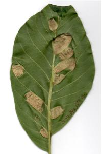 <i>Aceria erinea</i>