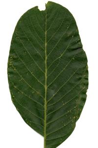 <i>Aceria tristriata</i>