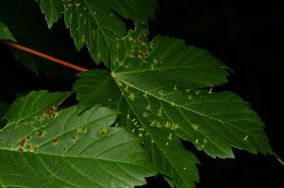 <i>Aceria</i>