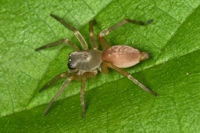 <i>Clubiona</i>
