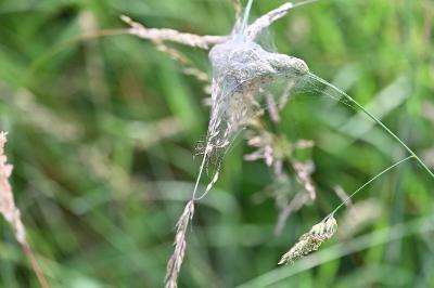 <i>Pisaura mirabilis</i>
