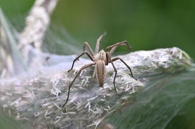 <i>Pisaura mirabilis</i>