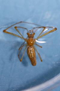 <i>Tetragnatha extensa</i>