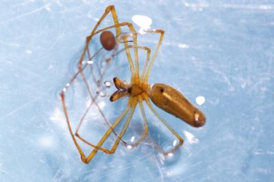 <i>Tetragnatha extensa</i>