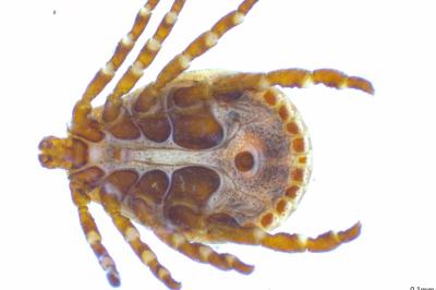 <i>Dermacentor marginatus</i>