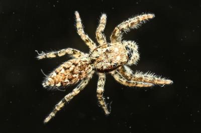 <i>Marpissa muscosa</i>