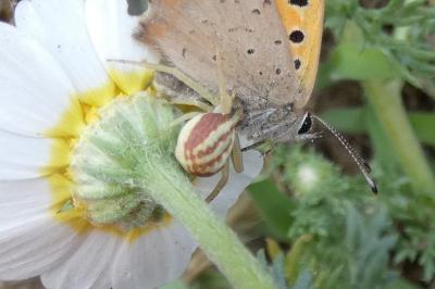 <i>Runcinia grammica</i>