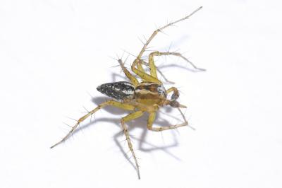<i>Oxyopes lineatus</i>