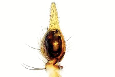 <i>Oxyopes lineatus</i>
