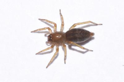 <i>Clubiona comta</i>
