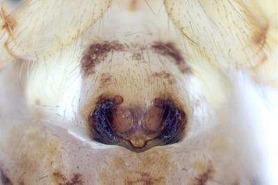 <i>Clubiona comta</i>