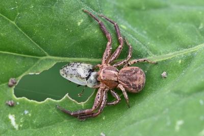 <i>Xysticus</i>