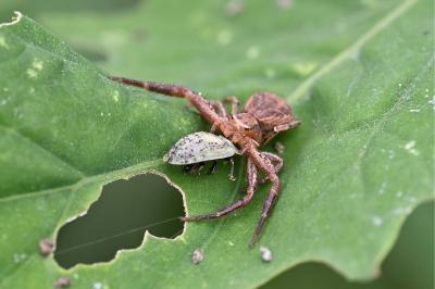 <i>Xysticus</i>