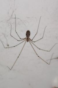 <i>Holocnemus pluchei</i>