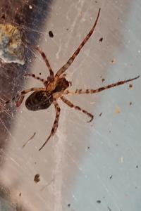 <i>Metellina merianae</i>