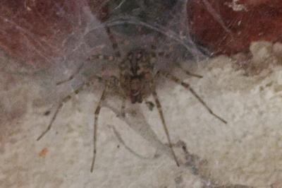 <i>Tegenaria</i>