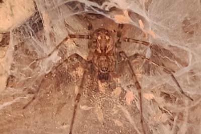 <i>Tegenaria</i>