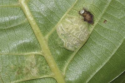 <i>Aceria erinea</i>