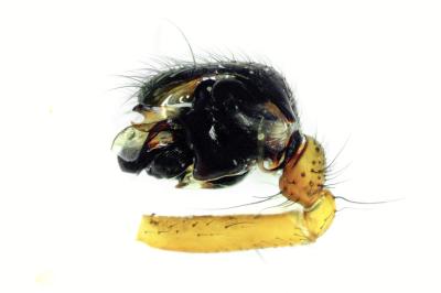 <i>Neriene radiata</i>