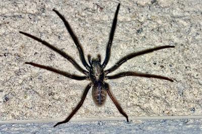 <i>Segestria florentina</i>