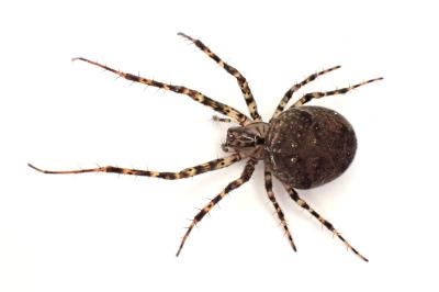 <i>Metellina merianae</i>
