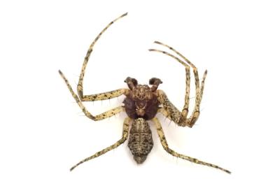 <i>Tmarus stellio</i>